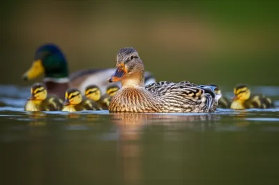 Illustration duck - Image 1