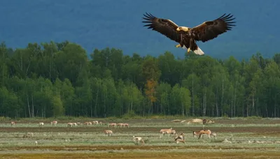 Illustration palearctic