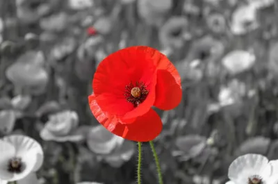 Illustration popped - Image 1