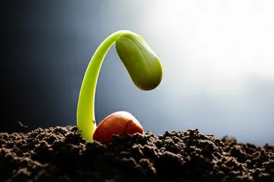 Illustration inchoate - Image 1