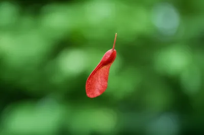 Illustration key - Image 1