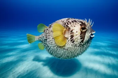 Illustration strutting