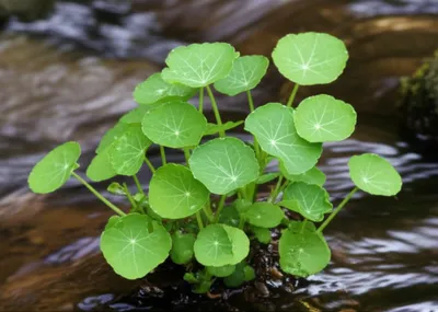 Illustration watercress - Image 1
