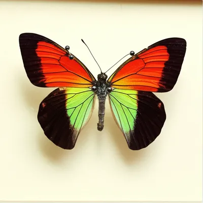 Illustration pinned - Image 1