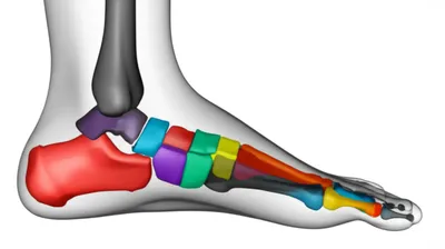 Illustration tarsal - Image 1