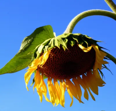 Illustration limp - Image 1