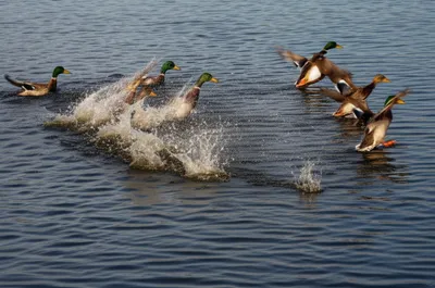 Illustration rippling - Image 1