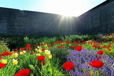 Illustration walled - Image 1