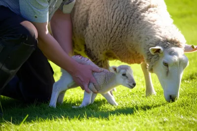 Illustration lambed - Image 1