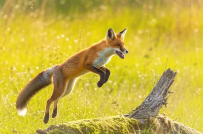 Illustration stepper - Image 1