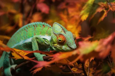 Illustration colouring - Image 1