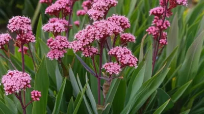 Illustration redshank - Image 1