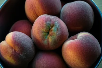 Illustration mould - Image 1