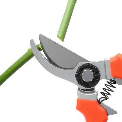 Hình ảnh minh họa poll - Ảnh 1