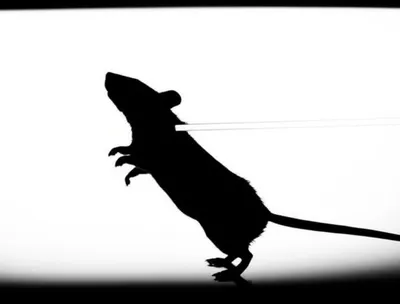 Illustration pith - Image 1