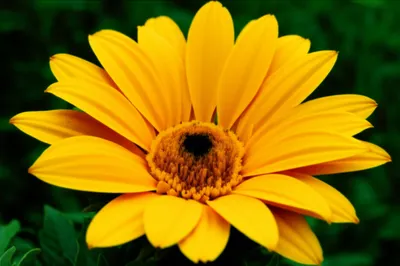 Illustration bloom - Image 1