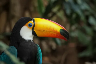 Illustration nibs - Image 1