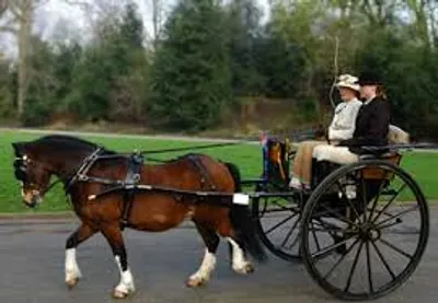 Illustration trap - Image 2