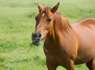 Illustration quid - Image 1