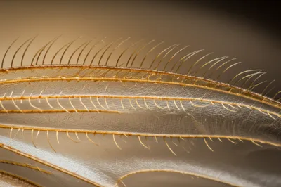 Illustration cilium - Image 1