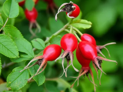Illustration rosehips