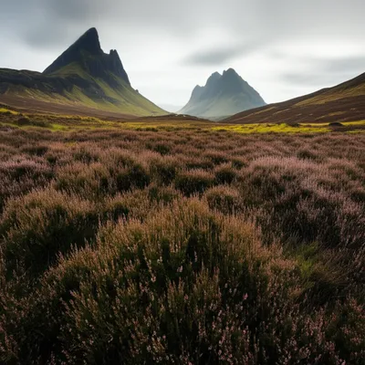 Illustration broader - Image 1