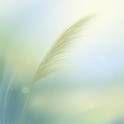 Illustration reedy - Image 1