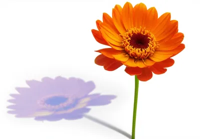 Illustration behind - Image 1