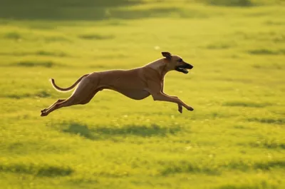 Illustration trim - Image 1