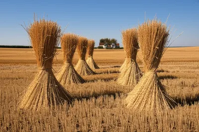 Illustration stooks - Image 1