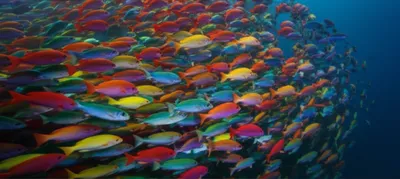 Illustration shoals - Image 1