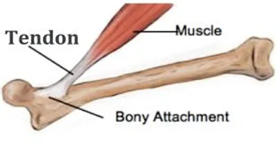 Illustration tendon - Image 2