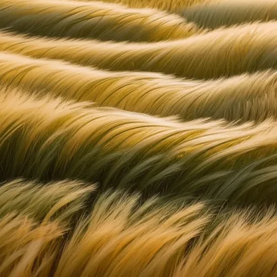 Illustration undulate - Image 1