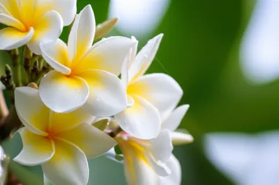 Illustration frangipani - Image 1