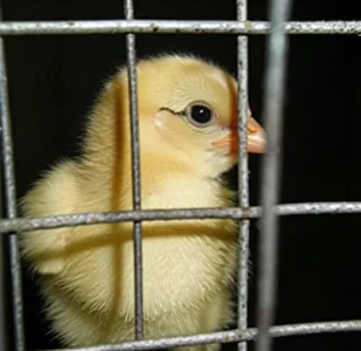 Illustration cubbed - Image 1