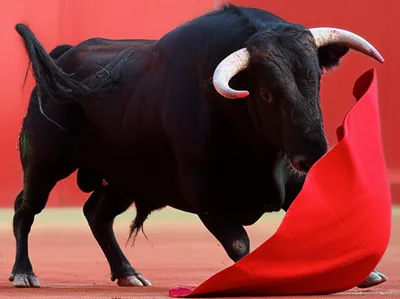 Illustration gored - Image 1