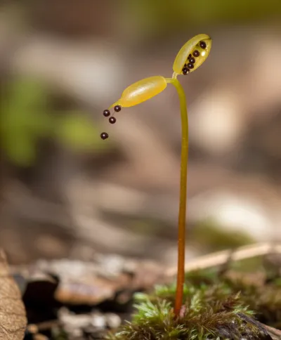 Illustration capsule - Image 1