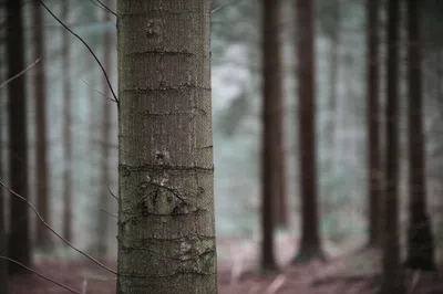 Illustration thickened - Image 1