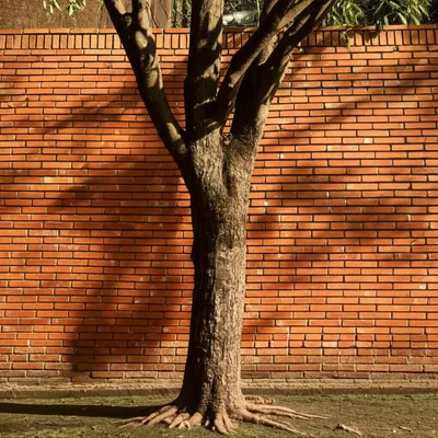 Illustration forthright - Image 1