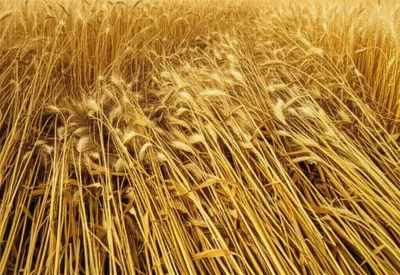 Illustration lodges - Image 1