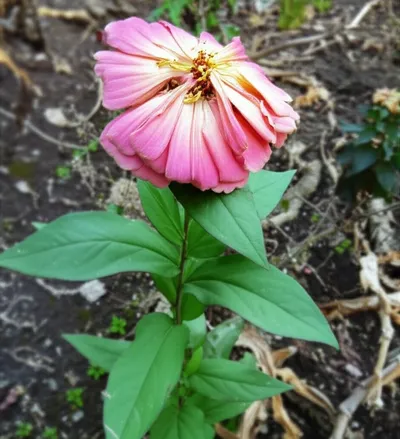 Illustration wastes - Image 1