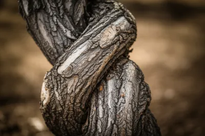 Illustration enmeshed - Image 1