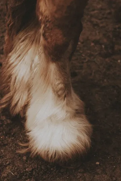 Illustration hoofs - Image 2