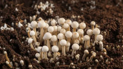 Hình ảnh minh họa pinheads - Ảnh 1