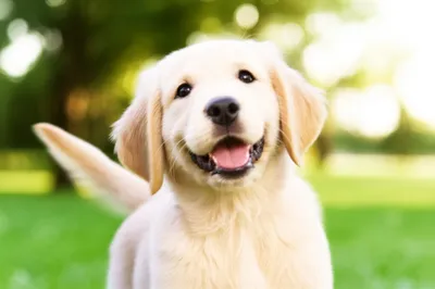 Illustration wagging - Image 1