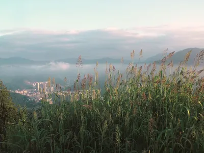 Illustration uncultivated - Image 2