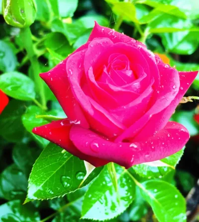 Illustration fresh - Image 1