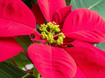 Illustration poinsettia