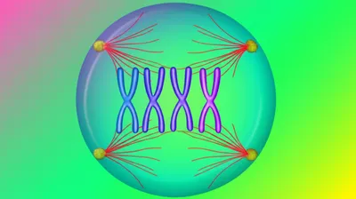 Illustration metaphase