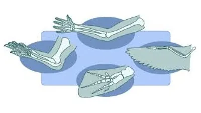 Illustration limb - Image 2